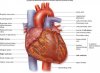label-heart-diagram-quiz-744.jpg